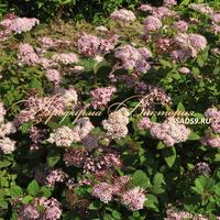 Спирея березолистная Спирея березолистная